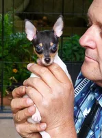 AKC Chester CH sired ready now, a male Toy Fox Terrier for sale in Clinton, SC – 2 of 10