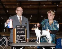 AKC Alton CH sired ready now, a male Toy Fox Terrier for sale in Clinton, SC – 7 of 9