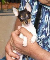 AKC Alton CH sired ready now, a male Toy Fox Terrier for sale in Clinton, SC – 1 of 9