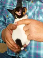AKC Alton CH sired ready now, a male Toy Fox Terrier for sale in Clinton, SC – 5 of 9
