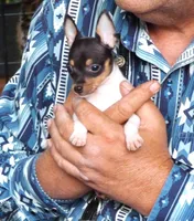AKC Alton CH sired ready now, a male Toy Fox Terrier for sale in Clinton, SC – 3 of 9