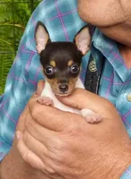 AKC Alton CH sired ready now, a male Toy Fox Terrier for sale in Clinton, SC – 4 of 9
