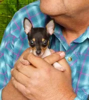 AKC Chester CH sired ready now, a male Toy Fox Terrier for sale in Clinton, SC – 4 of 10