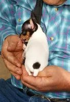 AKC Chester CH sired ready now, a male Toy Fox Terrier for sale in Clinton, SC – 5 of 10