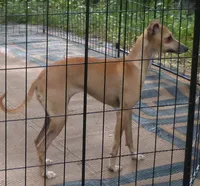 AKC Monaco GCH sired, a male Italian Greyhound for sale in Clinton, SC – 10 of 10