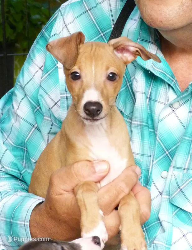 AKC Croissant GCH sired – Italian Greyhound puppy for sale in Clinton, SC