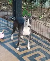 AKC 7UP CH sired, a female Italian Greyhound for sale in Clinton, SC – 9 of 10
