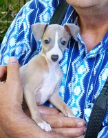 AKC Rosemary GCH sired, a female Italian Greyhound for sale in Clinton, SC – 3 of 9
