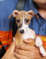 AKC Scrabble GCH sired, a male Italian Greyhound for sale in Clinton, SC – 5 of 10