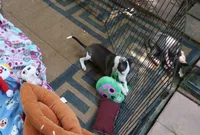 AKC Tiffany GCH sire, a female Italian Greyhound for sale in Clinton, SC – 4 of 10