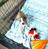 AKC Monaco GCH sired, a male Italian Greyhound for sale in Clinton, SC – 2 of 10
