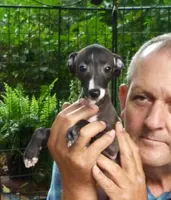 AKC 7UP CH sired, a female Italian Greyhound for sale in Clinton, SC – 2 of 10