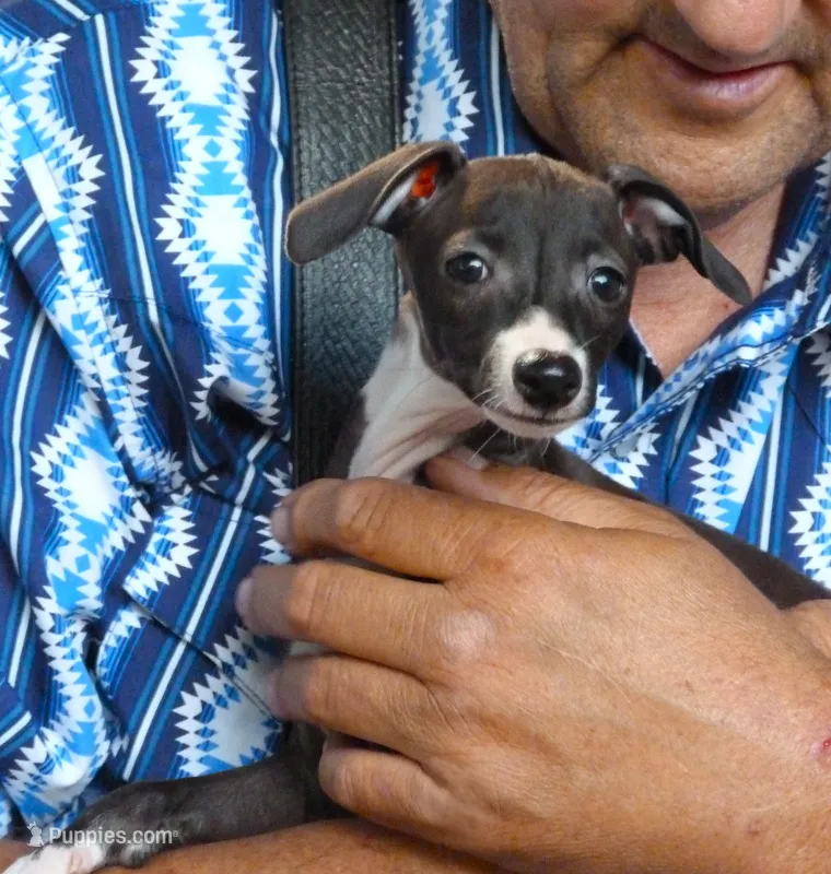AKC  Prada GCH sired – Italian Greyhound puppy for sale in Clinton, SC