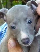 AKC Anise GCH sired, a female Italian Greyhound for sale in Clinton, SC – 2 of 10