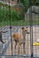 AKC Monaco GCH sired, a male Italian Greyhound for sale in Clinton, SC – 9 of 10
