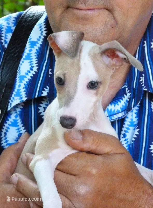 AKC CHECKERS GCH SIRED – Italian Greyhound puppy for sale in Clinton, SC
