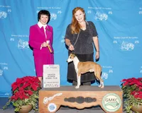 AKC CANDYLAND GCH SIRED, a female Italian Greyhound for sale in Clinton, SC – 4 of 7