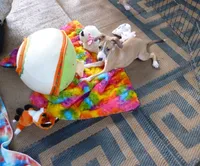 AKC Corvette GCH sired, a male Italian Greyhound for sale in Clinton, SC – 4 of 10