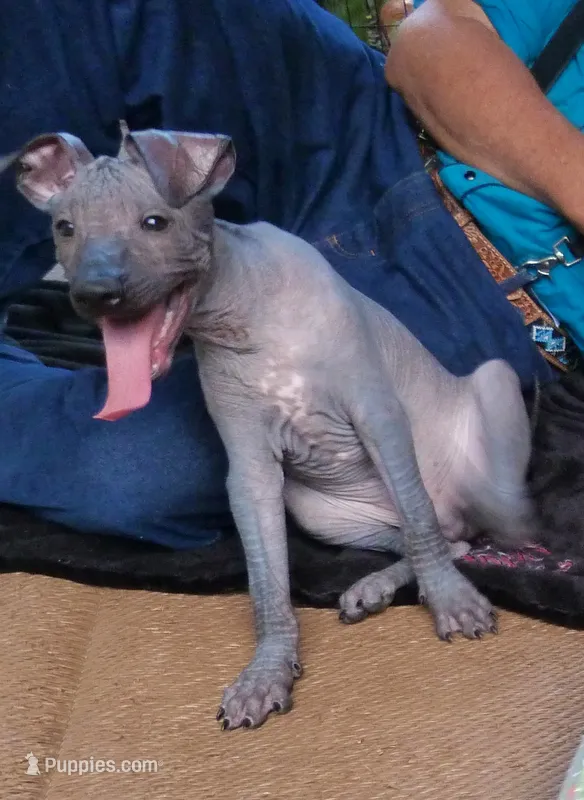 AKC TIP – Xoloitzcuintli puppy on hold in Clinton, SC