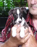 AKC Alfa Romeo GCH sired, a male Italian Greyhound for sale in Clinton, SC – 4 of 10
