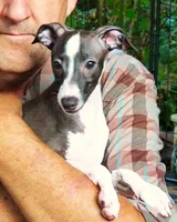 AKC Alfa Romeo GCH sired, a male Italian Greyhound for sale in Clinton, SC – 2 of 10