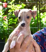 AKC Lamborghini GCH sired, a male Italian Greyhound for sale in Clinton, SC – 6 of 10