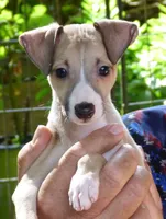 AKC Ferrari  GCH sired, a male Italian Greyhound for sale in Clinton, SC – 5 of 10