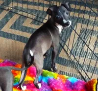 AKC 7UP CH sired, a female Italian Greyhound for sale in Clinton, SC – 3 of 10