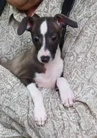 AKC Alfa Romeo GCH sired, a male Italian Greyhound for sale in Clinton, SC – 3 of 10
