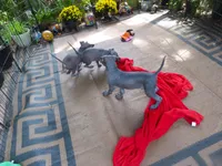 AKC CUTIE PATOOTIE, a female Xoloitzcuintli for sale in Clinton, SC – 4 of 10