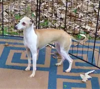  AKC BARKLAVA , a male Italian Greyhound for sale in Clinton, SC – 9 of 10