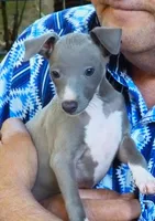 AKC Anise GCH sired, a female Italian Greyhound for sale in Clinton, SC – 3 of 10