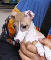 AKC Scrabble GCH sired, a male Italian Greyhound for sale in Clinton, SC – 3 of 10