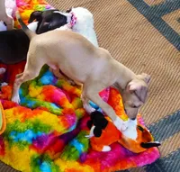 AKC Lamborghini GCH sired, a male Italian Greyhound for sale in Clinton, SC – 5 of 10
