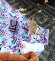 AKC TIRAMISU, a female Italian Greyhound for sale in Clinton, SC – 5 of 10