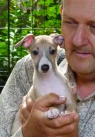 AKC Ferrari  GCH sired, a male Italian Greyhound for sale in Clinton, SC – 2 of 10