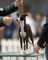 AKC Folgers GCH sired, a male Italian Greyhound for sale in Clinton, SC – 7 of 10