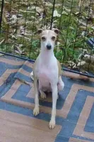  AKC BARKLAVA , a male Italian Greyhound for sale in Clinton, SC – 10 of 10