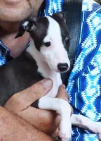AKC Tiffany GCH sire, a female Italian Greyhound for sale in Clinton, SC – 3 of 10