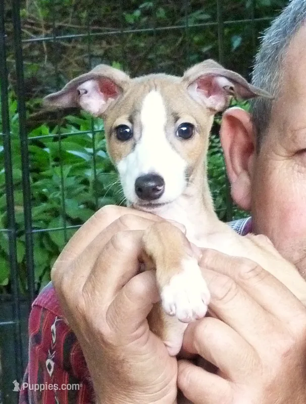 AKC Monaco GCH sired – Italian Greyhound puppy on hold in Clinton, SC