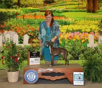 AKC Cheerwine CH sired, a female Italian Greyhound for sale in Clinton, SC – 7 of 10