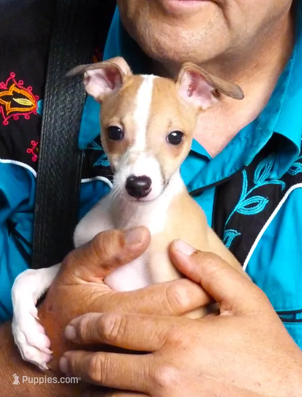 AKC TIRAMISU – Italian Greyhound puppy for sale in Clinton, SC