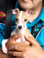 AKC TIRAMISU, a female Italian Greyhound for sale in Clinton, SC – 1 of 10