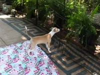 AKC TIRAMISU, a female Italian Greyhound for sale in Clinton, SC – 4 of 10