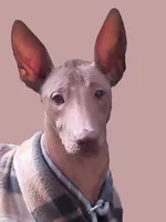 AKC Catalina, a female Xoloitzcuintli for sale in Clinton, SC – 6 of 8