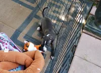 AKC Dior GCH sired, a female Italian Greyhound for sale in Clinton, SC – 5 of 10