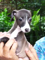 AKC A&W CH sired, a female Italian Greyhound for sale in Clinton, SC – 2 of 10