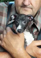 AKC Folgers GCH sired, a male Italian Greyhound for sale in Clinton, SC – 2 of 10
