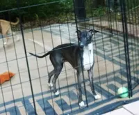AKC Rosemary GCH sired, a female Italian Greyhound for sale in Clinton, SC – 9 of 9