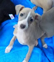 AKC Rosemary GCH sired, a female Italian Greyhound for sale in Clinton, SC – 2 of 9